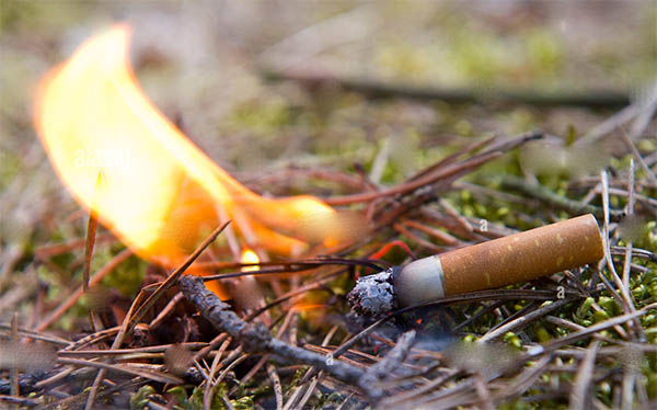 Lees meer over het artikel Bosbranden? Wat kun je doen om ze te voorkomen?